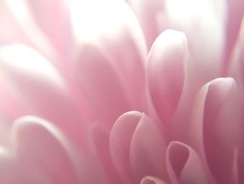 Close-up of pink flower