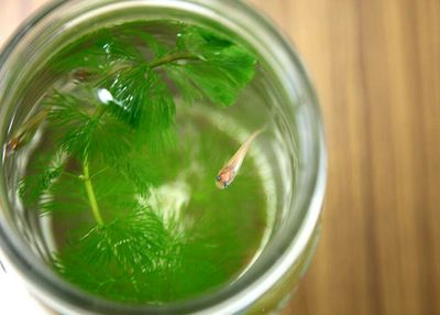 Close-up of food in bowl