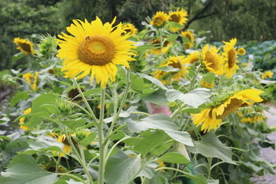 Close-up of sunflowers blooming on field