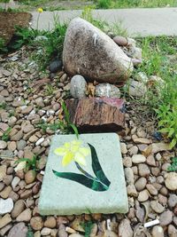 High angle view of animal representation on rock