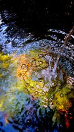 High angle view of fish swimming in lake