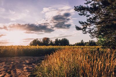 Scenic view of field against sky at sunset