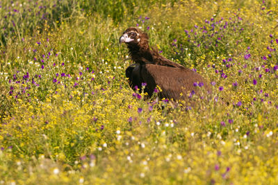 Side view of an animal on field