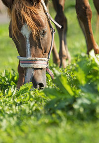 Close-up of horse on field