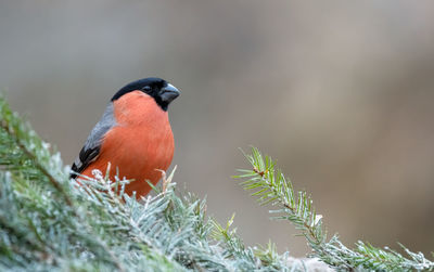 Close-up of bird perching on plant