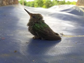 High angle view of bird perching