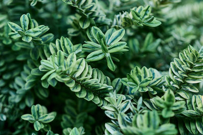 Close-up of fresh green plant