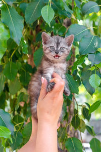 Low section of person holding cat against plants