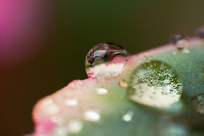 Close-up of water drops on pink flower