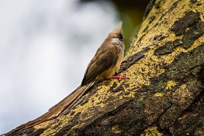 The speckled mousebird