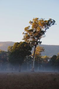 Trees on field against clear sky