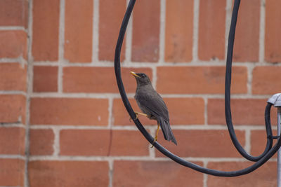 Close-up of bird perching on wall