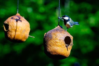 Close-up of bird perching on feeder