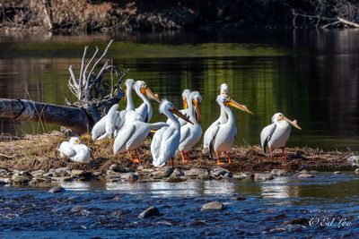 Flock of american white pelicans