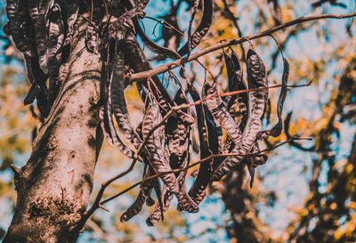 Low angle view of dry plant pods on sunny day