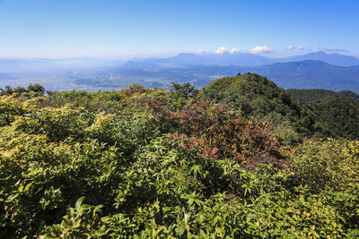 Plants growing on mountain against sky