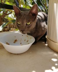Close-up of a cat eating food