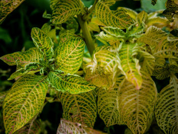 Close-up of fresh plant