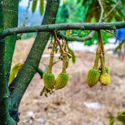 Close-up of plant growing on tree