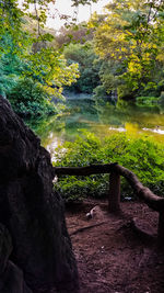 Scenic view of lake in forest