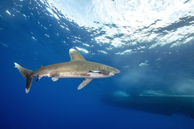 Close encounter of a oceanic white tip shark at cat island bahamas, boat in the background