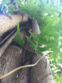 Close-up of tree trunk