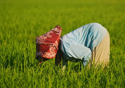 View of wheat in field