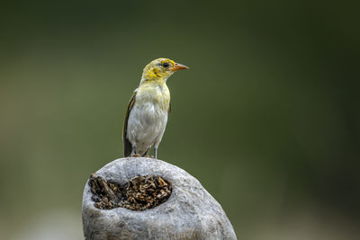 Close-up of bird perching on rock