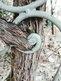 Close-up of lizard on tree