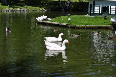 Bird flying over lake