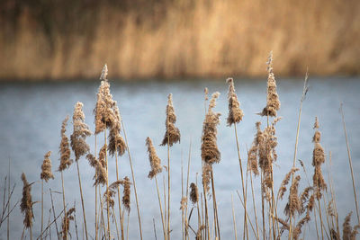 Close-up of stalks against calm lake