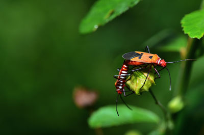 Firebug, pyrrhocoris apterus mating