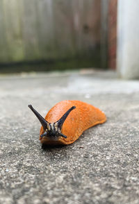 Close-up of snail on street