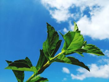 Low angle view of leaves against sky