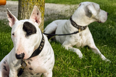 View of two dogs on field