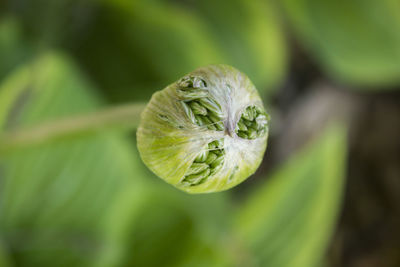 Close-up of green flower bud