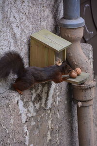 Squirrel on wood