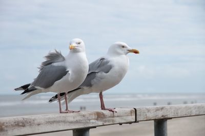 Seagull perching on railing against sea