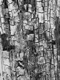 Full frame shot of tree trunk