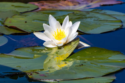 Close-up of lotus water lily in lake