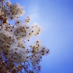 Low angle view of flowers blooming on tree