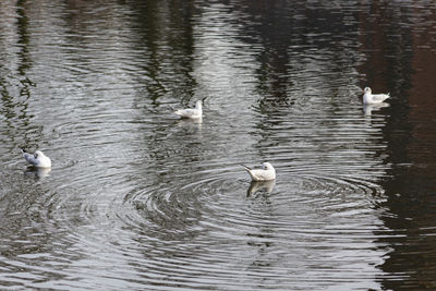 Swans swimming in lake