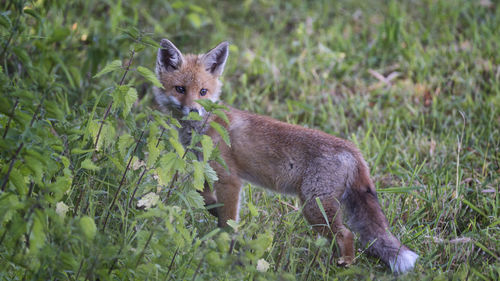 Portrait of squirrel on land