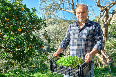 Gardener man holding basket box with young lettuce seedlings. horticulture sostenible.