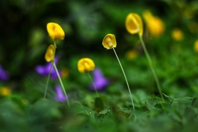 Close-up of purple and yellow flowering plant on field