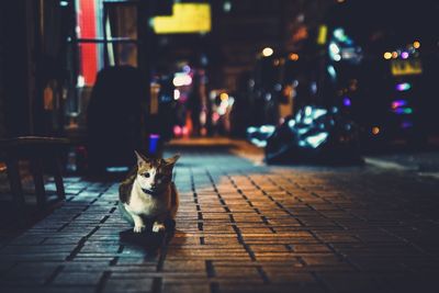 Portrait of cat sitting on sidewalk