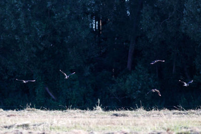 View of birds flying above trees