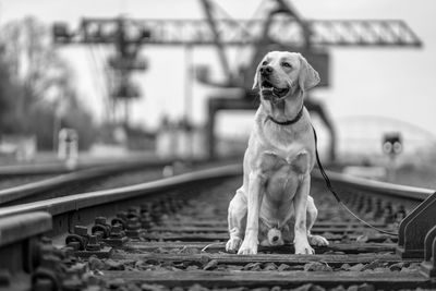 Portrait of a dog on railroad tracks. labrador retriever.