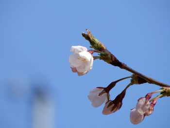 Low angle view of white flowering plant against sky