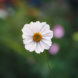 Close-up of white daisy flower